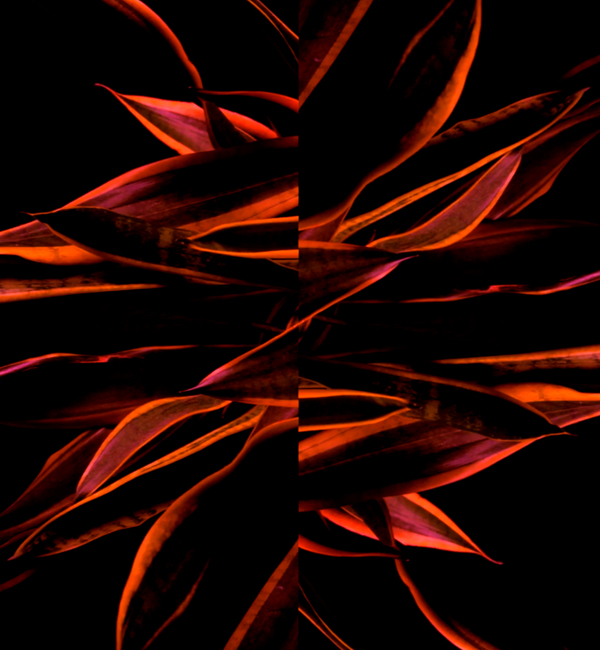 videoart